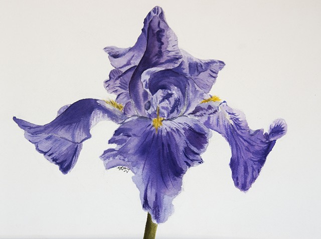 A Study of Purple Iris