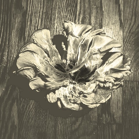 oysters on wood (black white & yellow)