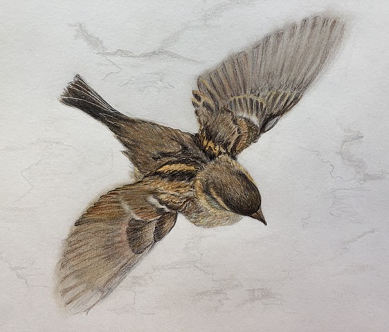 bird drawing color pencil
