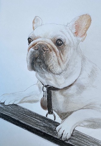 dog drawing, French Bull Dog