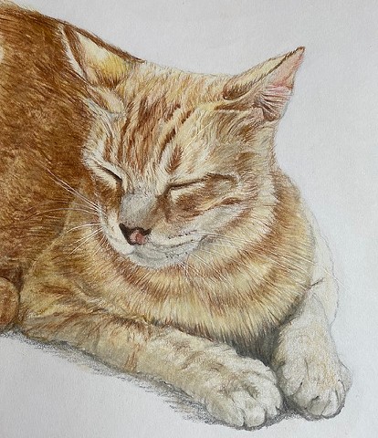 Ginger Tabby cat, cat nap