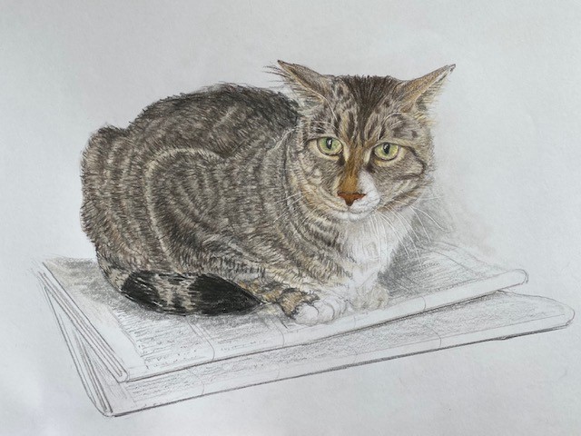 Cat drawing in color pencil, New York Times