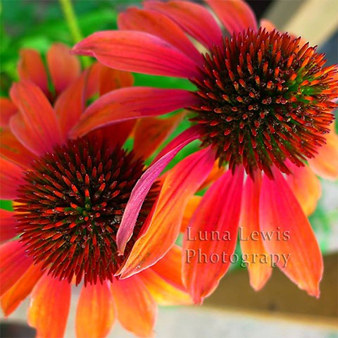 Macro Photograph of cone flowers in East Tennessee by Luna Lewis