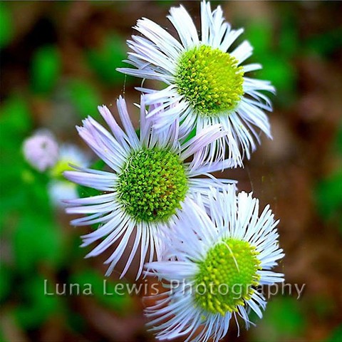 Macro Photograph of three wild flowers in East Tennessee by Luna Lewis