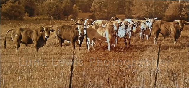 Sepia Toned Photograph of eight rodeo bulls posing for the camera in field in East Tennessee by Luna Lewis