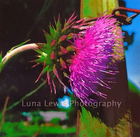 Macro Photograph of thistle blossom by fence post in Tennessee by Luna Lewis