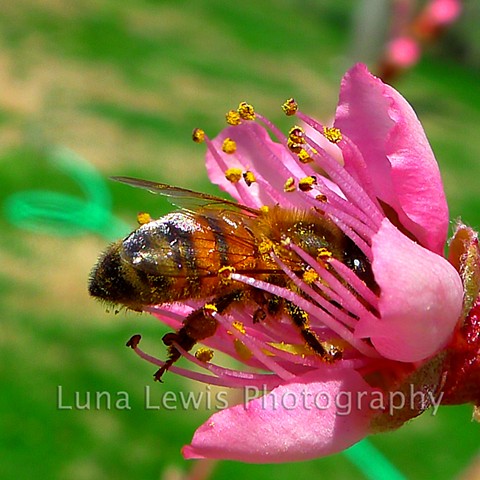 Macro Photograph of honey bee and peach blossom in East Tennessee by Luna Lewis
