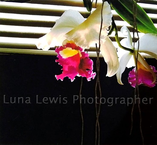 Photograph of Cattleya Orchids with long roots by Luna Lewis