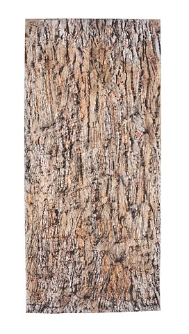 Cypress Bark Rubbing #13 