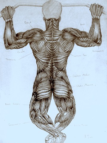 Anatomical structure of back aaron ivie