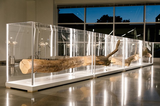 When a Tree Falls (Quartered, Quarantined)