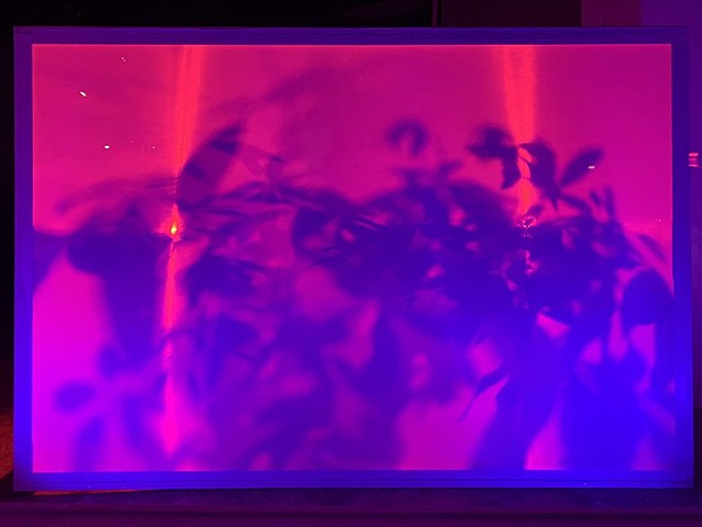 Islands of the Blest