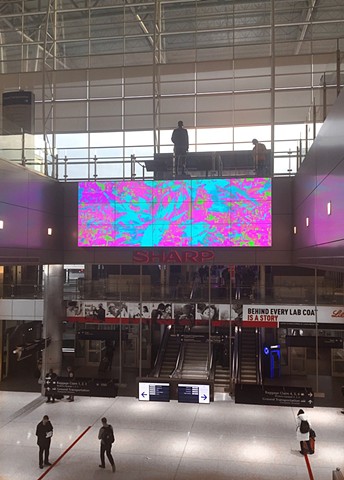 Video & Interactive Media