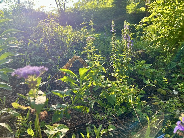 Watching It Grow
