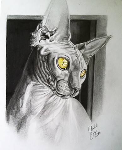 Lovecraft Tattoo, Charlotte Epright, Hairless Cat Portrait, Drawing, Cat, Cat sketch