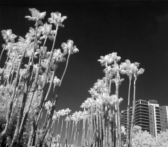 Infrared Palm Trees and Condos in Marina del Rey Ca.