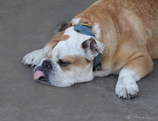 Bulldog pooped out in the heat of summer in Venice Ca. 