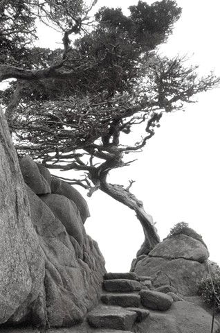 Point Lobos #3