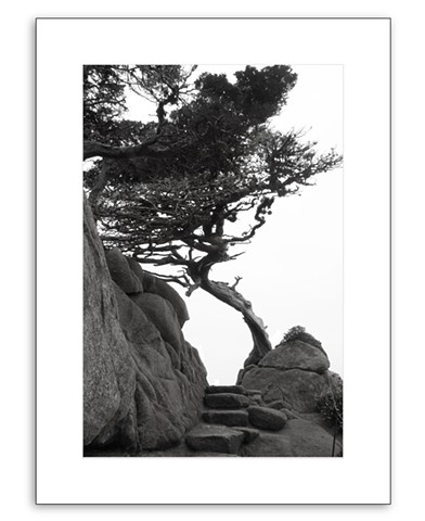 Point Lobos #3