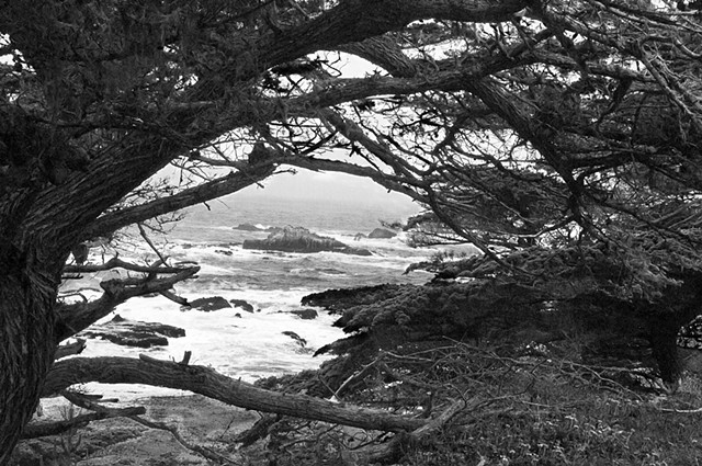 Point Lobos #1