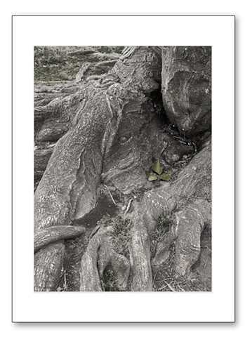 at the root
