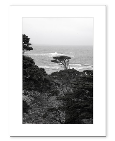 Point Lobos #2
