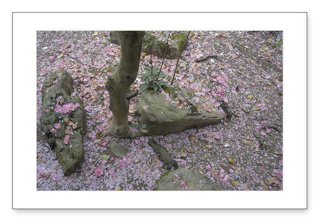 Sakura Snow