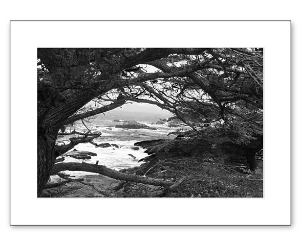 Point Lobos #1