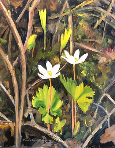 Bloodroot painting, Spring plants