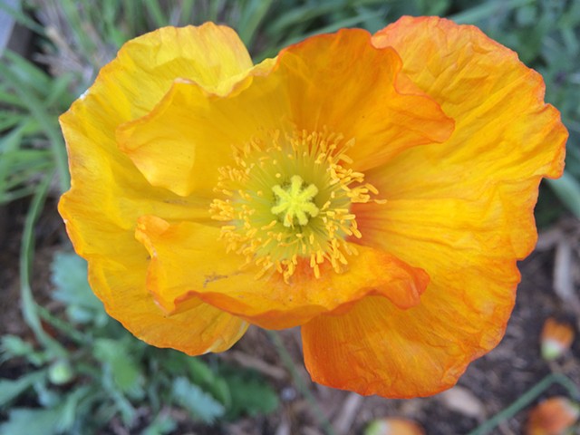 Yellow poppy in container garden Park Slope