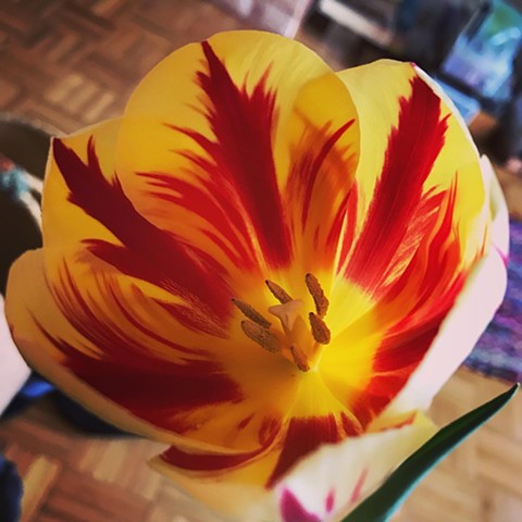 Deep Red & Yellow Tulip