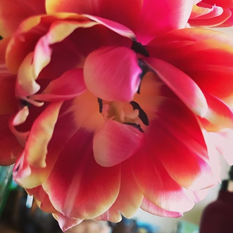 Luscious tulip