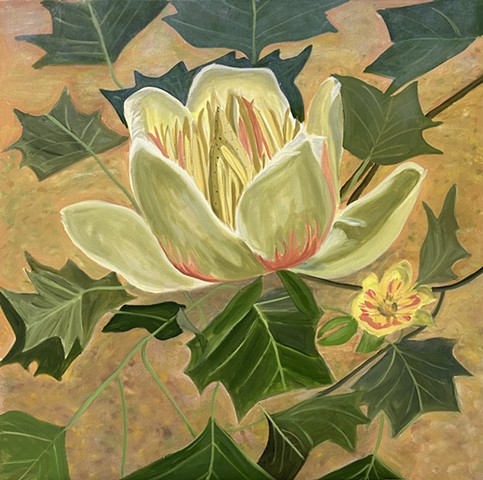 Tulip Tree