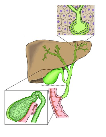 Figure 1: Gallbladder and Liver