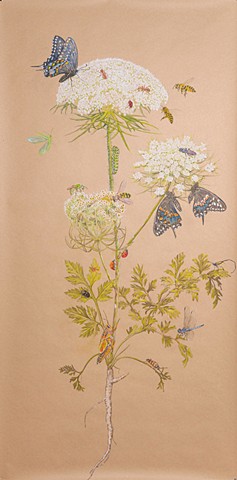 Queen Anne's Lace
