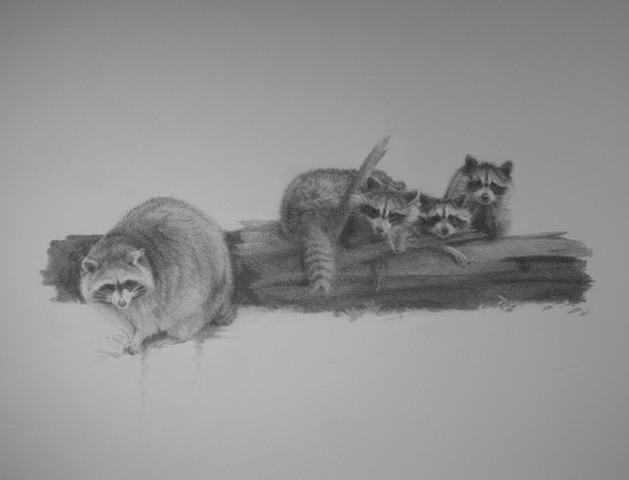 Raccoons (special project)