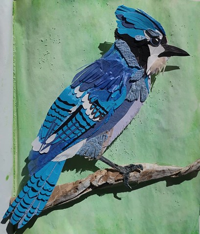 Blue Jay (SOLD)