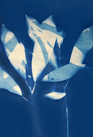 Cyanotype Print, Untitled