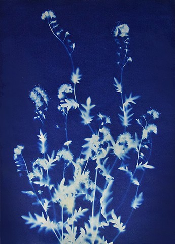 Cyanotype Print, Untitled