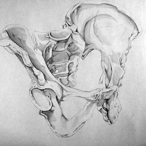 Figure Drawing: Skeleton Study (Pelvis)