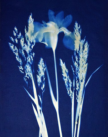 Cyanotype Print, Iris