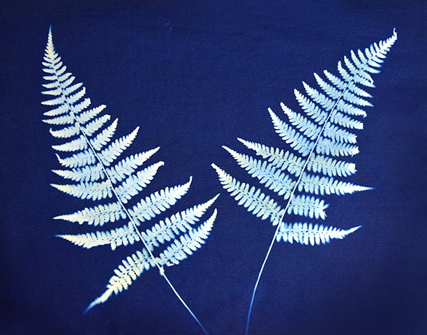 Cyanotype Print, Ferns