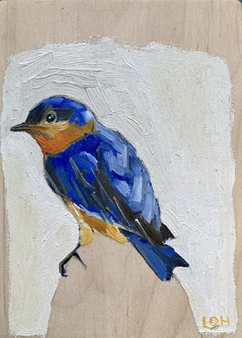 Eastern BlueBird 1 / 5x7 / oil on birch ply