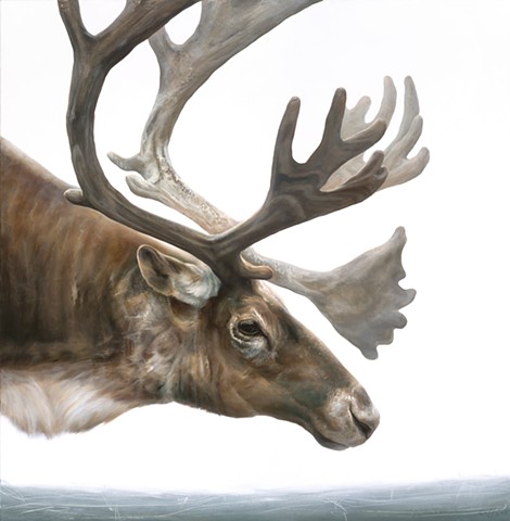 Old Man Caribou