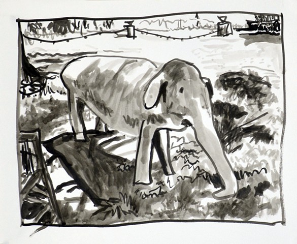 Elephant (Grandview)
