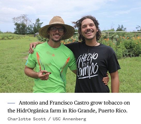 Artisanal tobacco industry shows sparks of potential in Puerto Rico