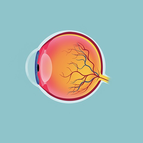 Eye Anatomy 