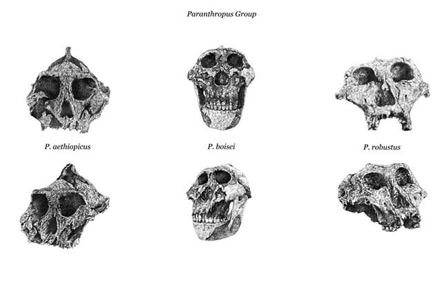 BEFOER WE WERE US | Paranthropus Group 