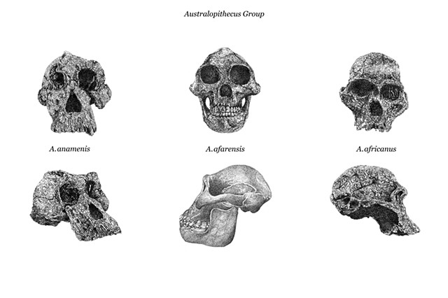 BEFORE WE WERE US | Australopithecus Group 