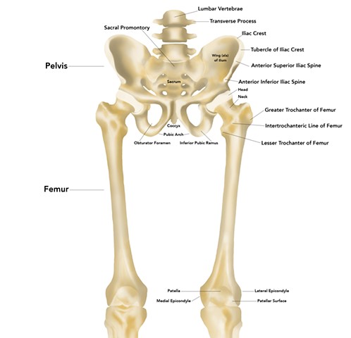 Pelvis and Femur Anatomy